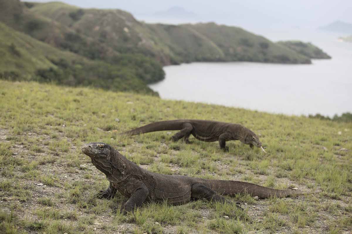 Indonesia Bakal Punya Jurassic Park di Labuan Bajo, Seperti Apa?